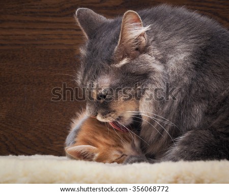 Cat and kitten. Mother and child. Mom washes kitten licks. Love, family, affection. The cat is gray, fluffy. The kitten is small, white and red. Background board.