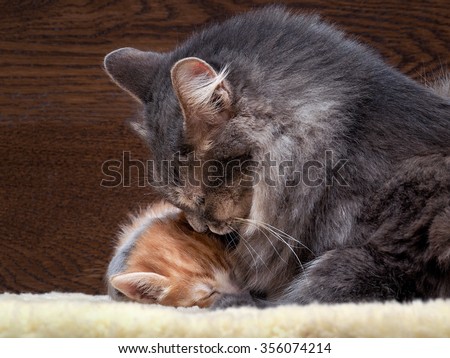 Cat and kitten. Mother and child. Mom hugging baby. Love, family, affection. The cat is gray, fluffy. The kitten is small, white and red. Background board. Cats lie on the fur. Snouts large.