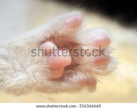Foot kitten close-up. Pink heels. Fluffy, white fur. Macro. Visible skin on the leg