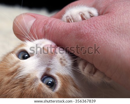 Foot kitten with claws and big man\'s hand. The nails pierce the finger. Kitten scratching hand