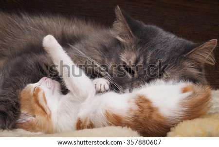 Mum cat and kitten. Mother cat hugging a small kitten. The cat is gray, fluffy. The kitten is small, white and red. Family of cats. Kitty wants to play with the cat mom