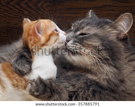 Mother cat kitten kisses. Cat hugs kitten and presses his face to the kitten. Cat tightly holding the baby kitten. The cat is gray, fluffy. The kitten is small, white and red. Family of cats.
