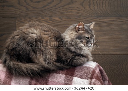 Portrait of a gray fluffy cat on a dark board. Muzzle cat largly. Beautiful fur. Cat large home