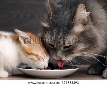 Cats eat cat food. Big cat and small kitten eating pieces of meat from the plate. We see pink tongue. Snouts large cats. Food for adult cats and kittens. Gray cat and kitten white with red