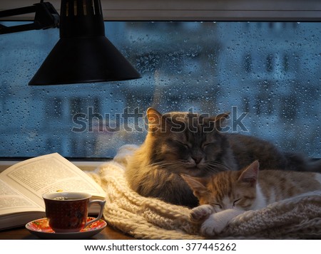Cats sleeping in the window. Outside, rain, water drops on the glass. Twilight, included a desk lamp. It should be a cup with a drink, it is an open book. Cozy and warm