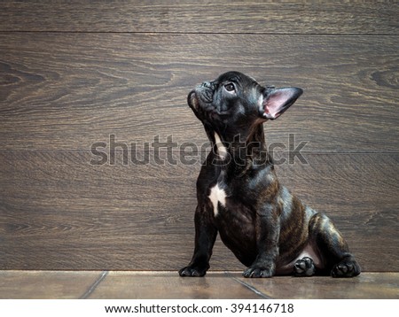 French bulldog puppy. Puppy black. The dog sits at the wooden wall. Thoroughbred elite puppy