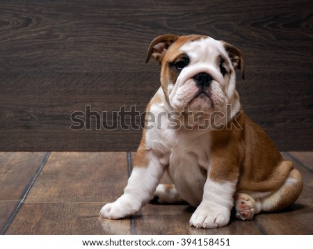 Purebred English bulldog puppy. Puppy 3 months. Dog sitting on the wooden floor. Portrait of an elite puppy