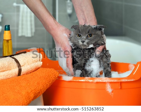 The process of washing the cat in the bathroom. Wet, scared and unhappy cat, a human hand, a lot of suds