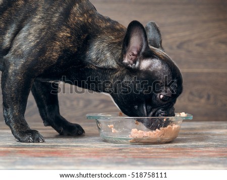 Dog eating dog food from the bowl on the floor