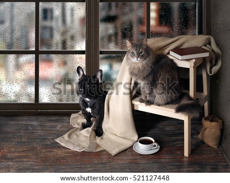 Comfortable room with panoramic window. Dog and cat sitting at the ladder, book, cup of coffee, plaid