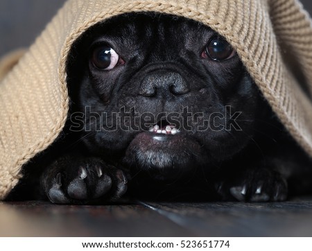 Amazing dog face with round eyes peeking out from under the rug. Dog black French bulldog