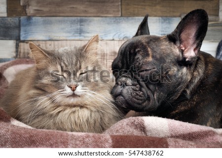 Cute cat and dog sleeping nearby. Affectionate, good relations of animals, love and friendship