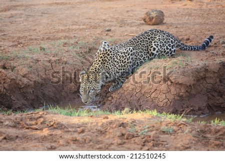 Nestled in the trees, the African Leopard finally came down from his hiding spot in search for a watering hole to quench his thirst. As fast as he appeared, he disappeared back into the brushes.