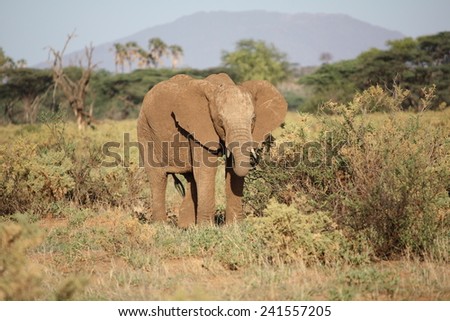 Feeding in the mid-afternoon African sun, the African Elephant stretches his trunk in search of vegetable matter.