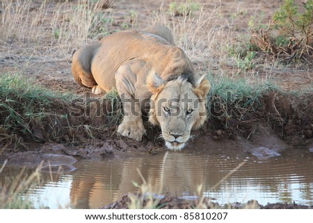 Thirsty for an early morning drink, the male lion watched our every move as he quenched his thirst.