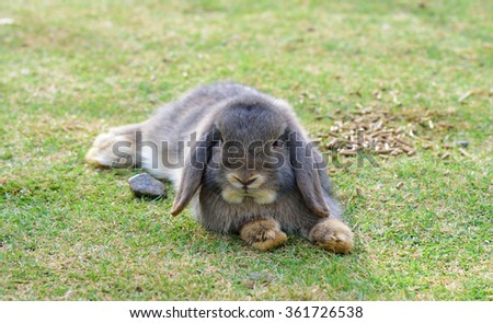 Jack rabbit hare while looking at you on grass background