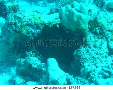 stock photo Maldive underwater murena