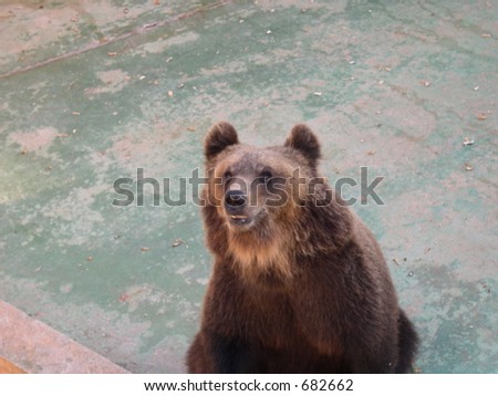 Brown Bear Italy