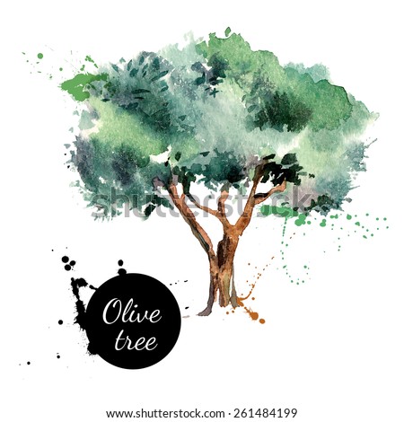 Olive tree vector illustration. Hand drawn watercolor painting on white background