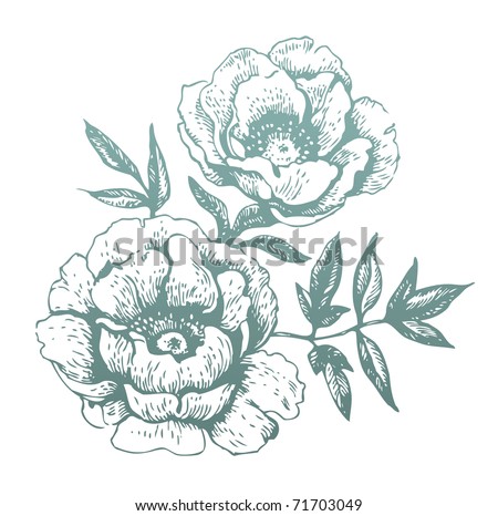 Flowers. Hand-Drawn Illustrations - 71703049 : Shutterstock