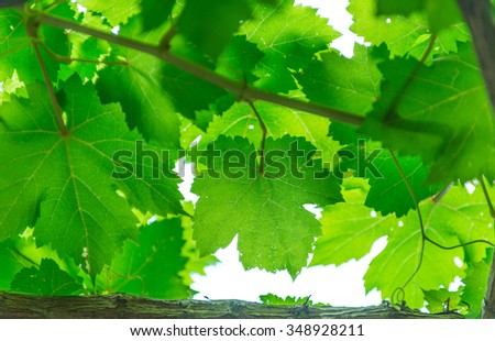 Grape leaf detail over sunny defocused background. Macro closeup.