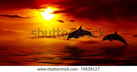 Beautiful dolphin jumping up from the ocean to the Sun at sunset time