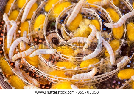 silkworm in yellow cocoon, , Life cycle of Silkworm.