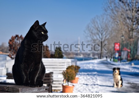 Black wild cat and dog, have no owners, photographed in Belgrade, on lake, there is many dogs and cats without owners, and they are all friends.