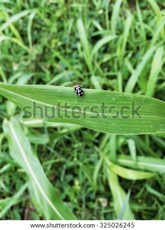 lady bug on plant during the day