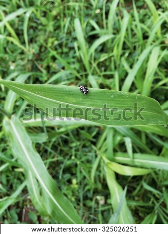 lady bug on plant during the day