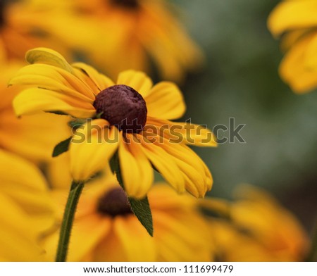 Black-eyed Susan flower with very shallow depth of field; great for note card with copy space