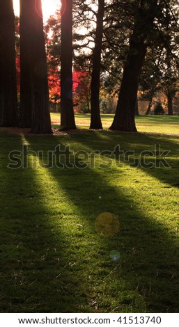 Late afternoon sun shines through tree trunks during fall with red tree in background