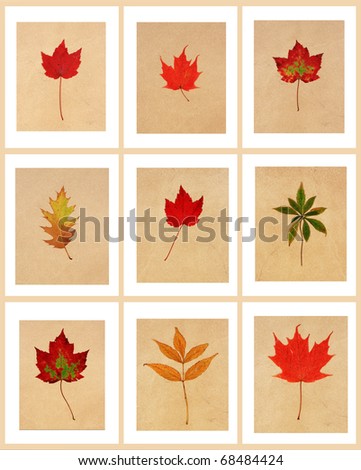 nine fall leaves on natural tiles with borders