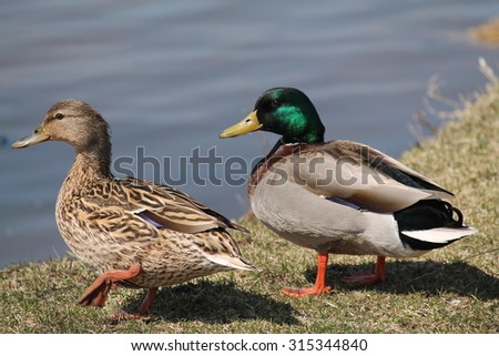 ducks by a pond