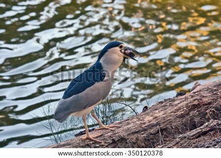 Black-crowned night heron with a fish in its beak in the Zoological Center of Tel Aviv-Ramat Gan, Israel