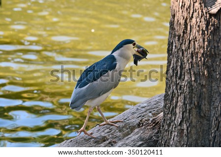 Black-crowned night heron with a fish in its beak in the Zoological Center of Tel Aviv-Ramat Gan, Israel
