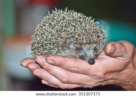 hedgehog in the hands of a man