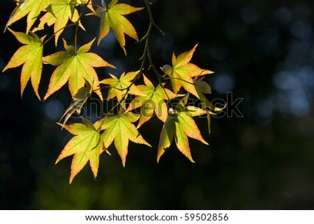 The maple leaves on the branch