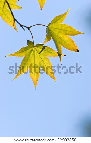 The maple leaves on the branch
