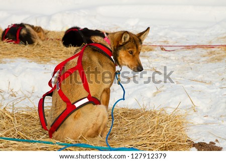 sled dog red harness across his back