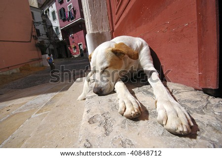Lazy dog in the sun