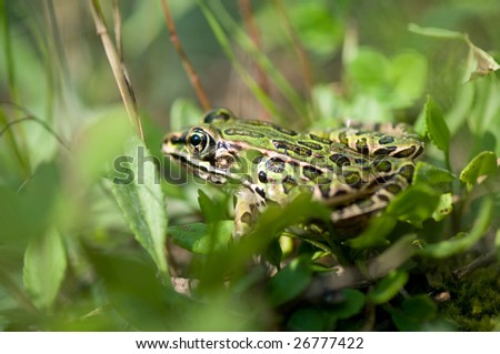 Image of a small green leopard frog standing in grass.