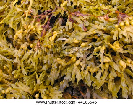 Fucus is a genus of brown alga in the Class Phaeophyceae