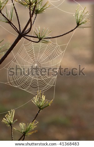 Spider web strung among the branches of an eastern white pine.