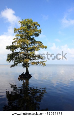 A lone tree sits in the water off Corolla, NC in Currituck Sound.