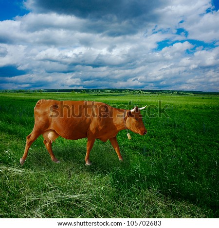 brown cow on the green field
