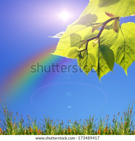 green leaves and sun on the blue sky