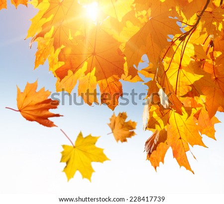 Yellow, orange and red autumn leaves