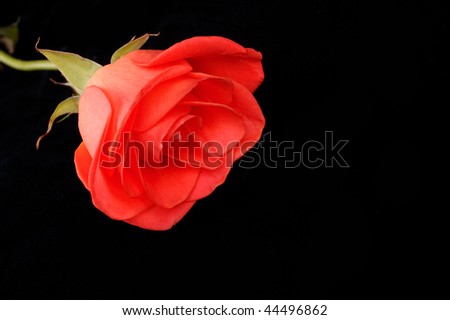 red rose with morning dew on petals
