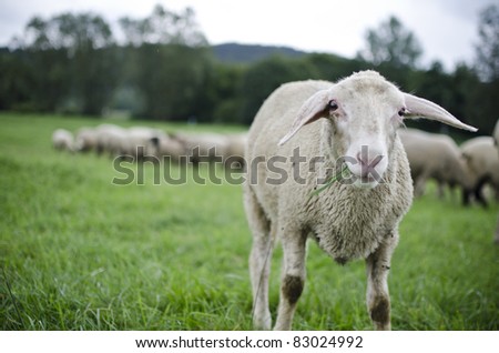 Innocent sheep on a green meadow with a herd behind is looking into the camera in a funny way while eating some grass.